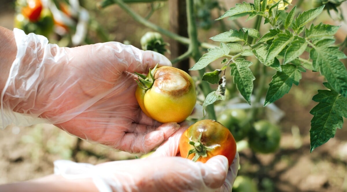 late blight tomatoes