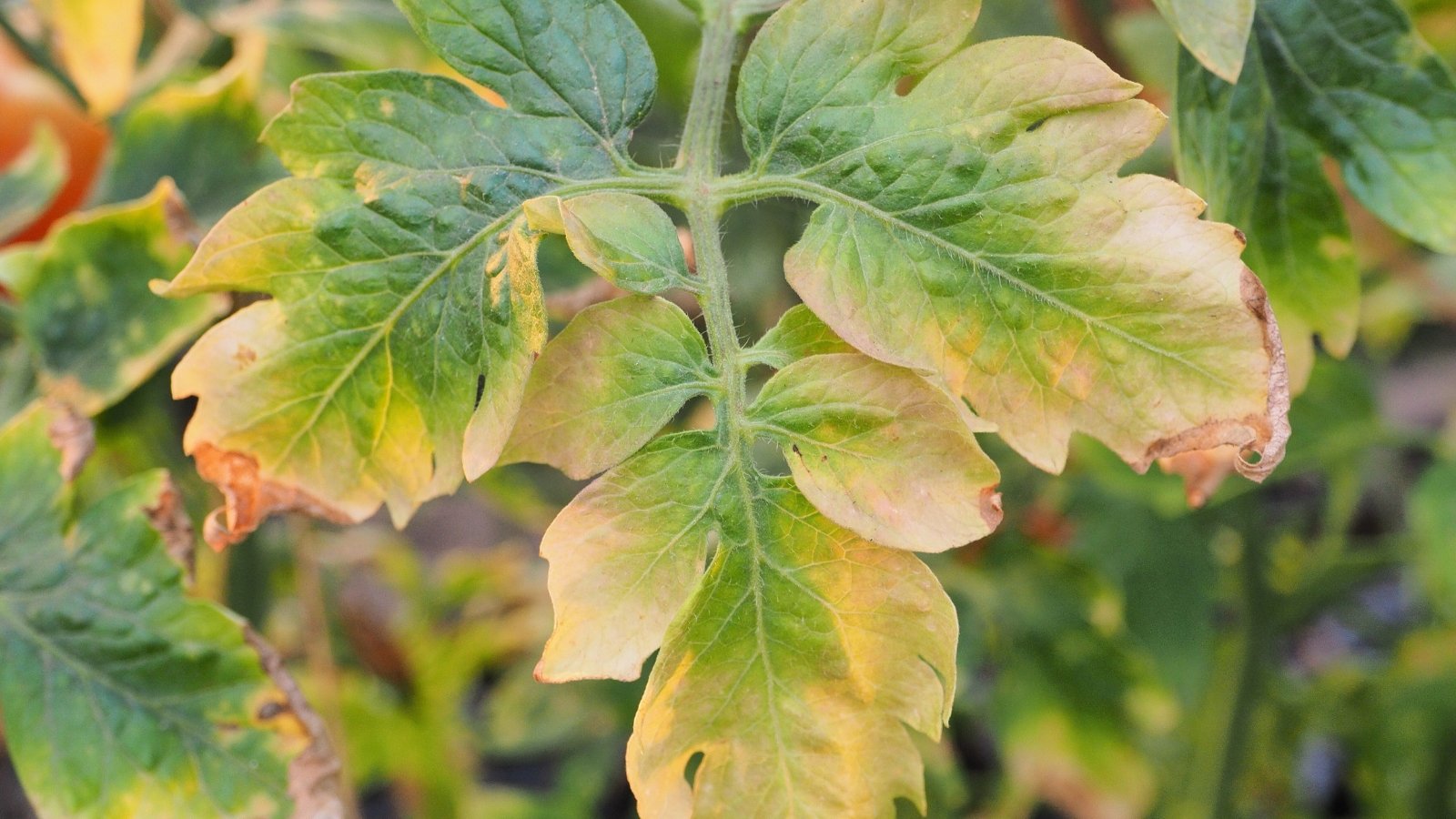 Tomato leaf shows signs of nutrient deficiency with yellowing between veins and curled, discolored edges.