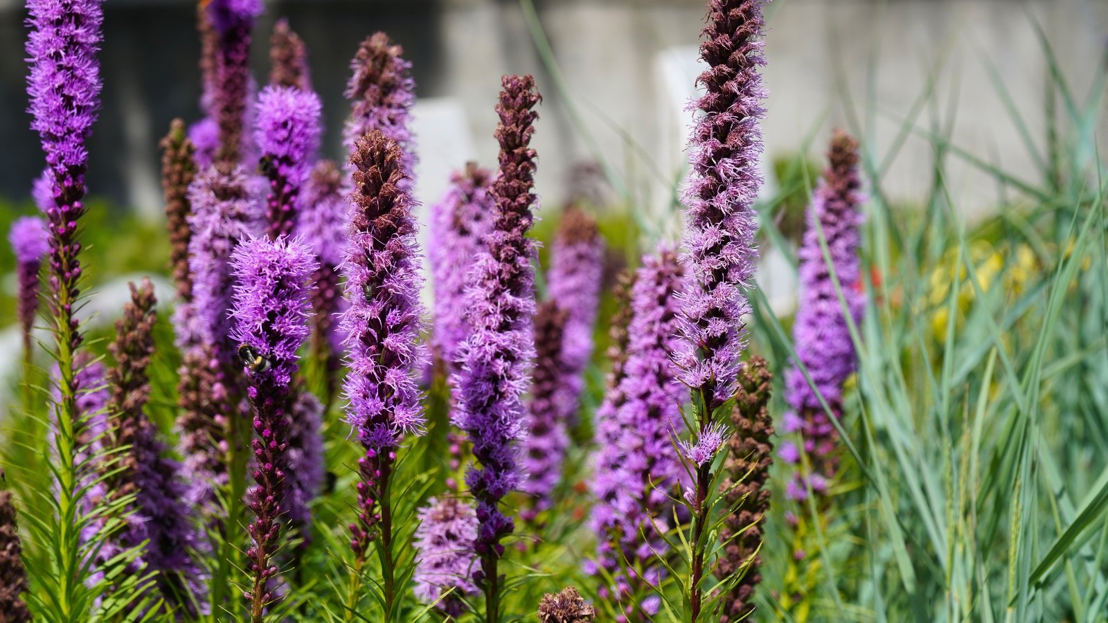 A field of tall, upright purple flower spikes with fuzzy textures is shown, some with darker, reddish-brown tips.
