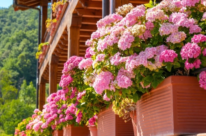 In the sunny porch garden, large terracotta pots stand in a row with lush, brightly blooming, low-maintenance Hydrangea shrubs, bearing large pink blossoms among green foliage.