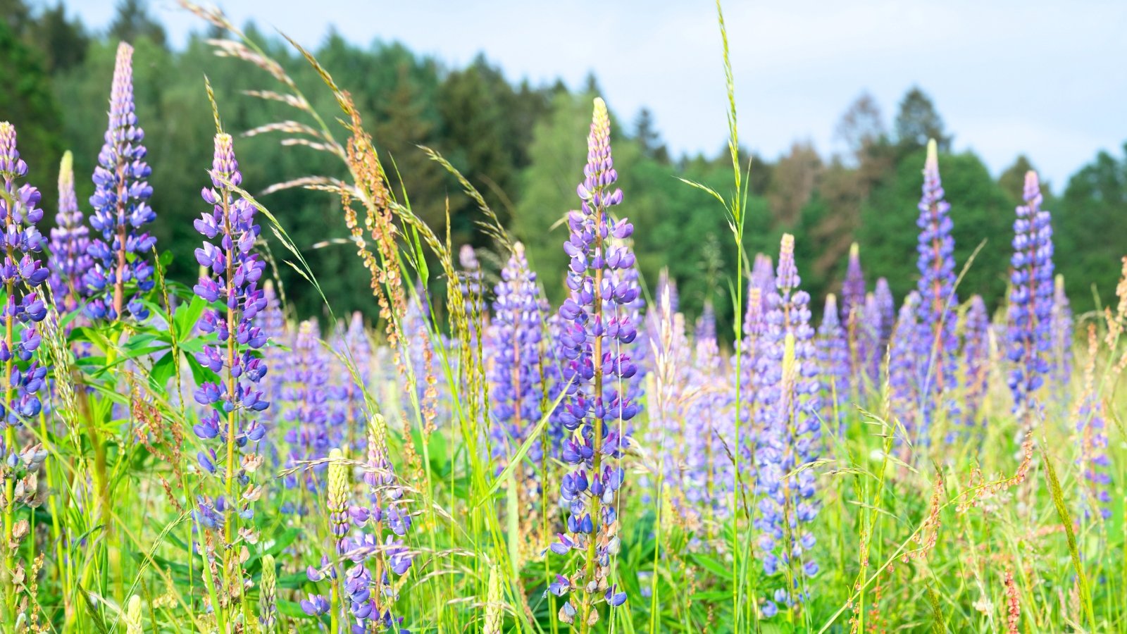 A field of tall, spiky purple flower stalks stands upright amidst green grasses, with some brown dried grasses interspersed.