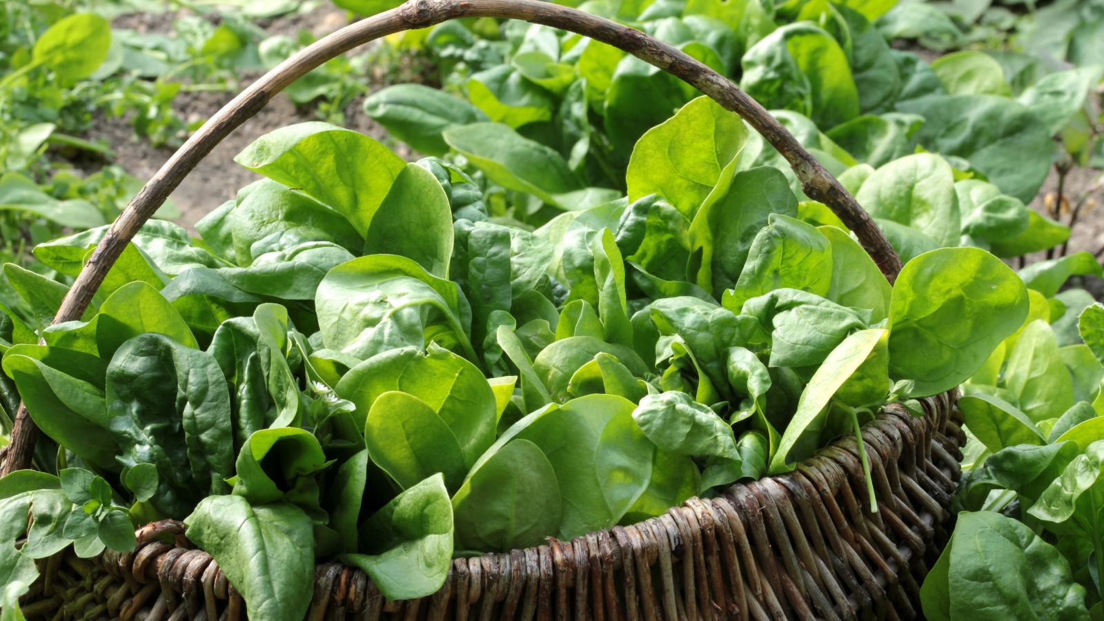 Lush bundles of Gazelle appearing healthy and lush, placed in a woven basket after harvesting