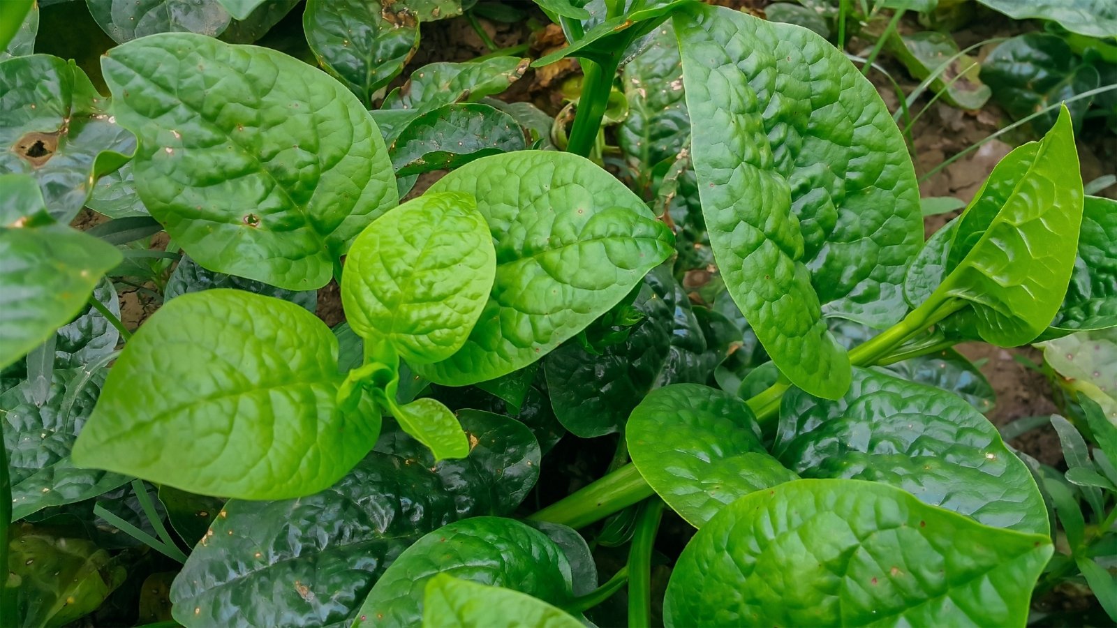 Thick, deep green, oval-shaped leaves of Malabar Basella alba with a glossy texture and wavy edges.