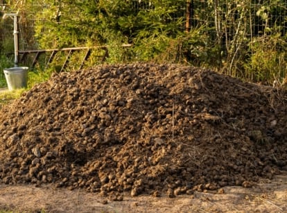A large pile of dark brown horse manure with a lumpy structure in a sunny garden, showing how manure can be harmful to a garden.
