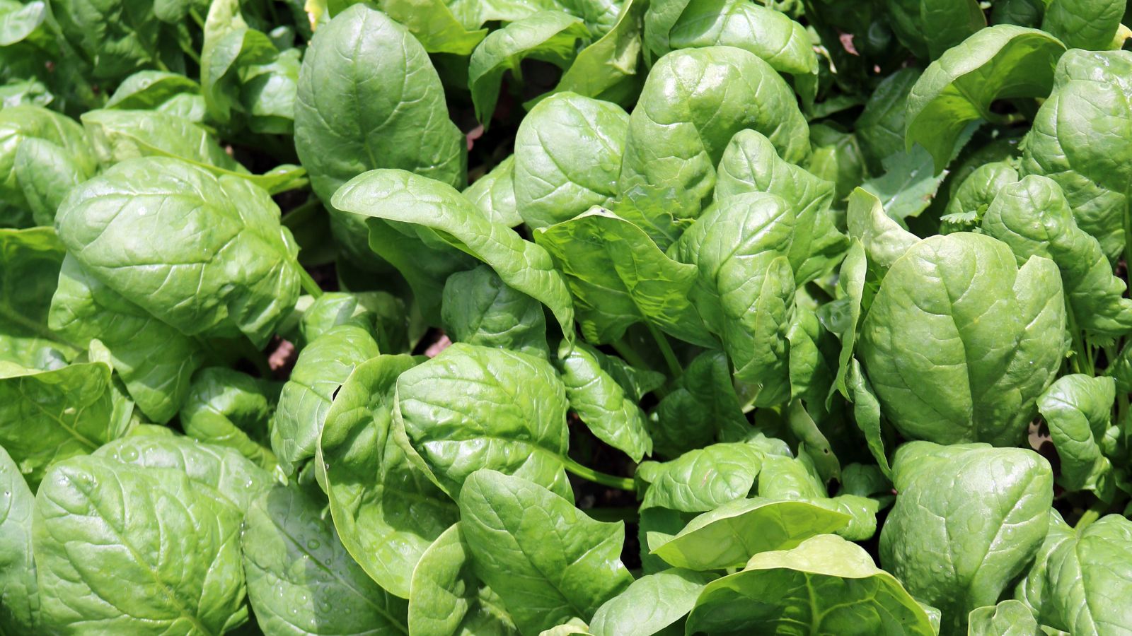 A lush layer of Matador plants appearing to have smooth and round leaves with a vivid green color