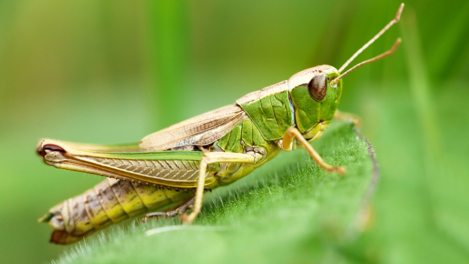 A close-up of a grasshopper rests on a green leaf, its slender body blending seamlessly with the foliage. Its intricately patterned wings are folded neatly, hinting at the agility and power within this small creature of nature.