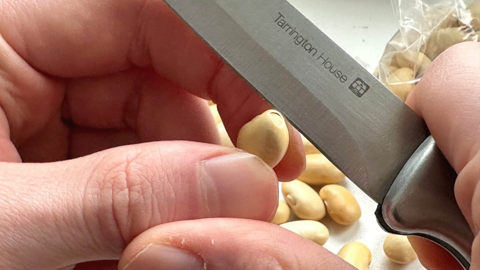 Mechanical abrasion - plant ovule scarification. Close-up of male hands scarifying a bean germ with a knife on a light windowsill. The bean seed is oval shaped and has a glossy beige coating. The top of the covering is cut off for better germ sprouting.