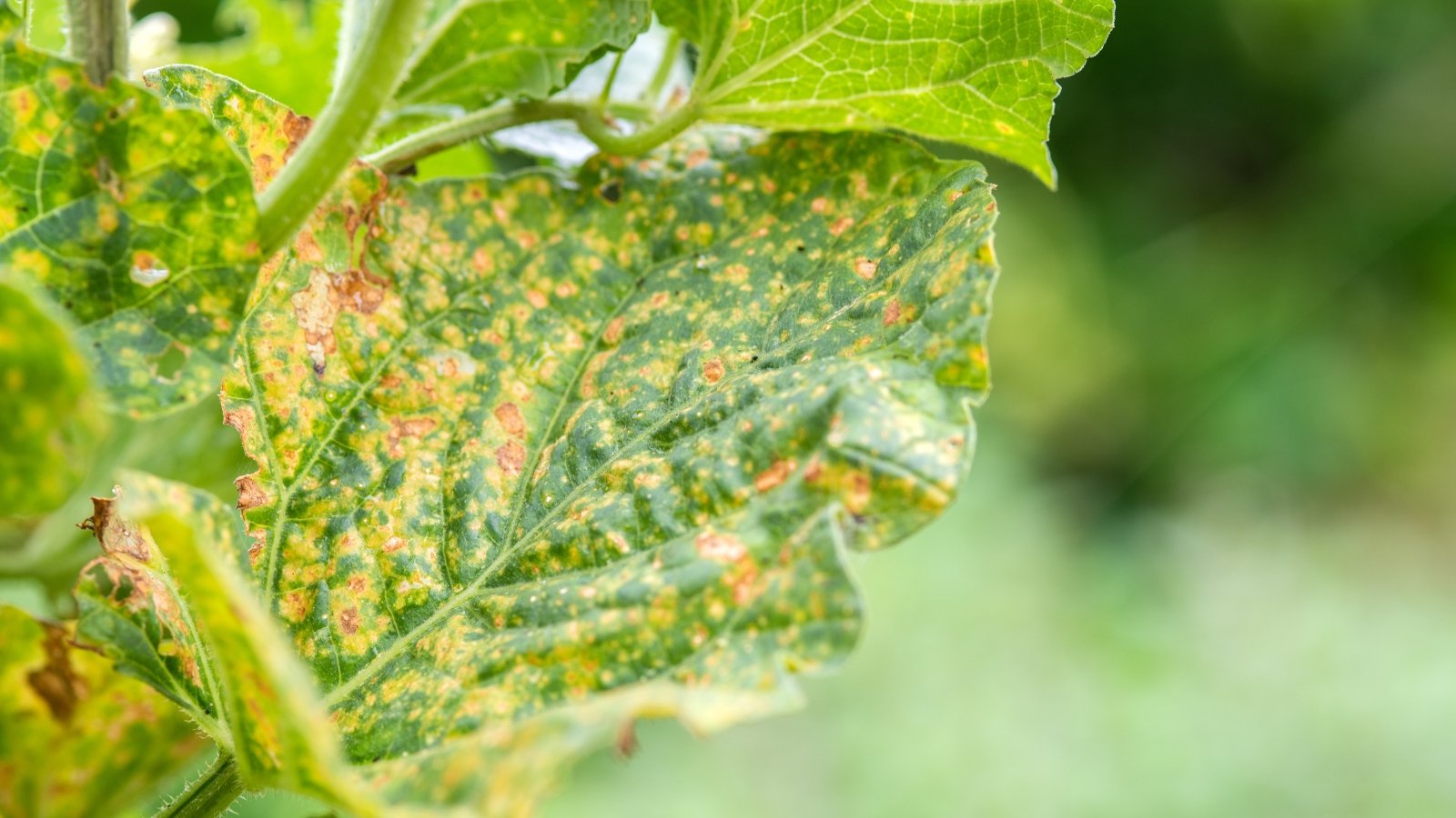 Melon garden leaves display yellow angular spots and fuzzy grayish growth on the undersides, typical of downy mildew infection.
