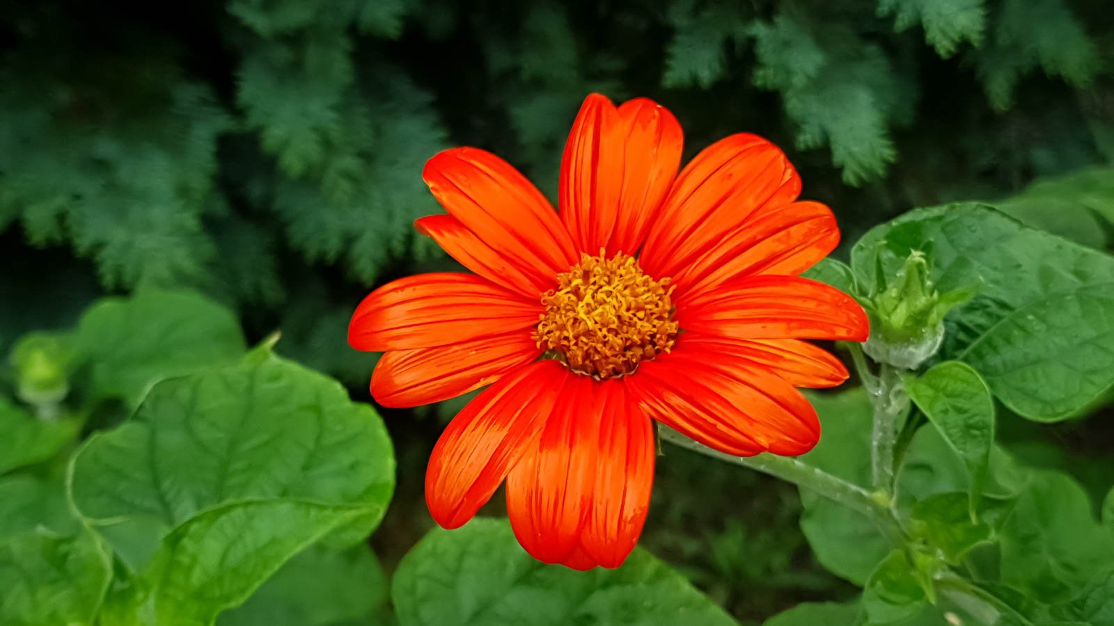 A close-up shot of a red-orange colored flower growing alongside its green leaves, situated in a well lit area outdoors