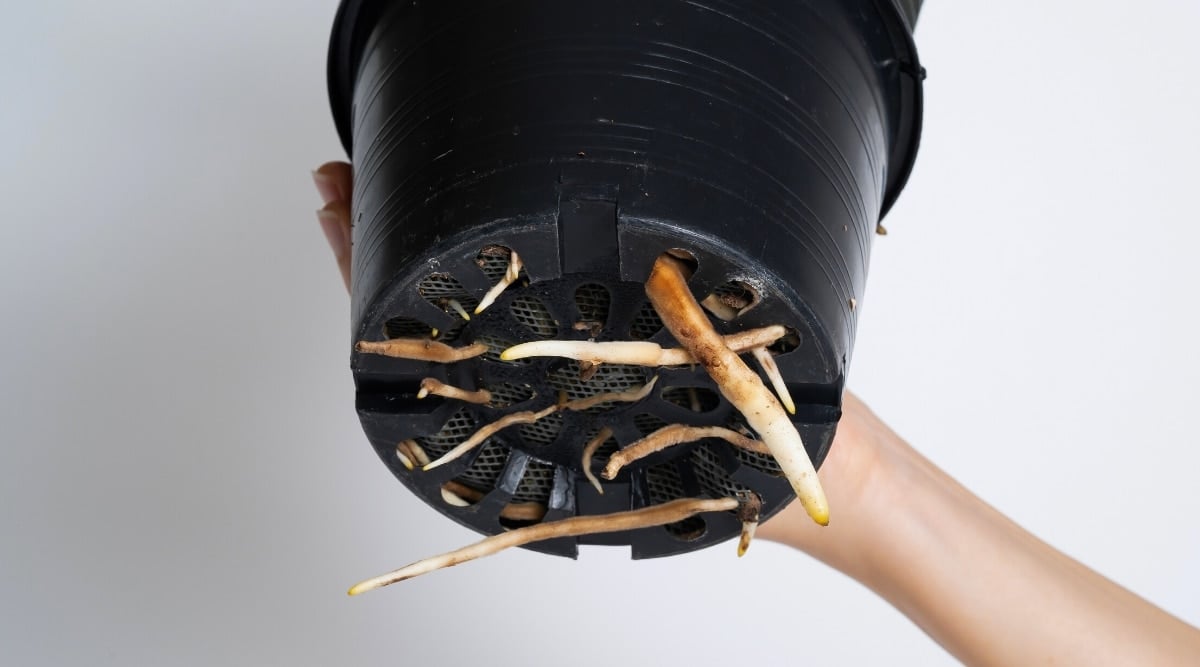 Close-up of a woman's hand holding a black plastic pot with a monstera plant. There are many large drainage holes at the bottom of the pot through which the thick white roots of the plant grow.