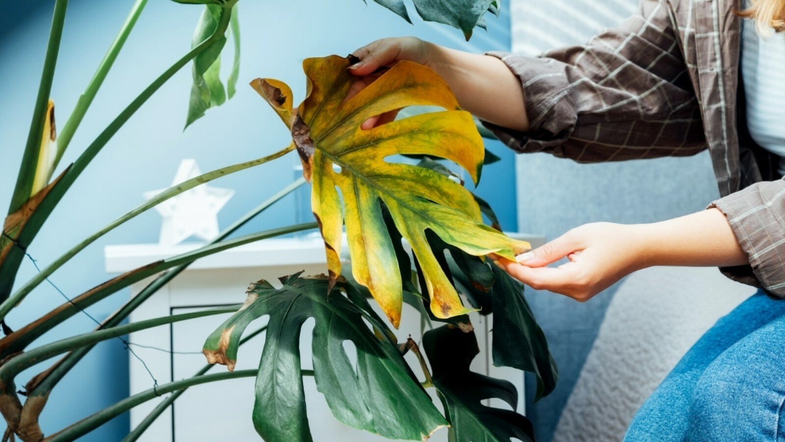 monstera root rot