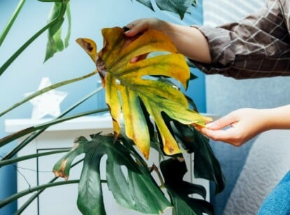 monstera root rot