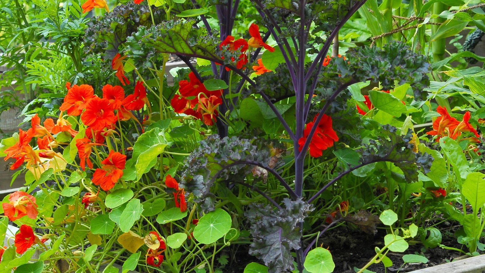 Blooming nasturtiums with vibrant orange and yellow flowers trail among textured purple curly kale leaves in a wooden raised bed.
