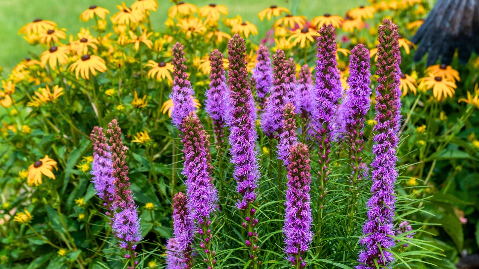 A close-up shows tall, spiky purple flower stalks, common among native midwest perennials, with numerous small blossoms emerging from a bed of green foliage and blurred yellow flowers in the background.