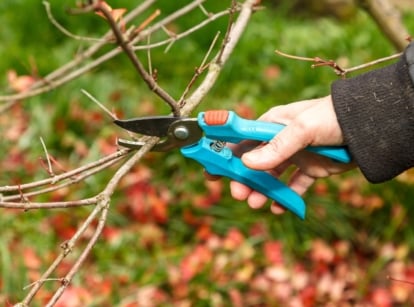 A man's hand grips blue pruning shears as he cuts bare tree branches in an autumn garden, with vibrant, colorful leaves softly blurred in the background.