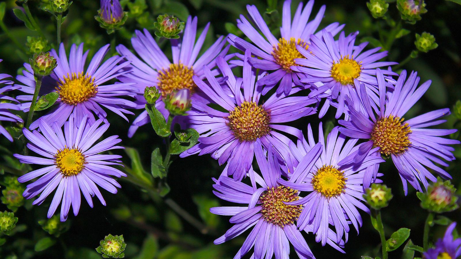An overhead and close-up shot of a composition of purple daisy-like flowers with yellow centers called the New England Aster
