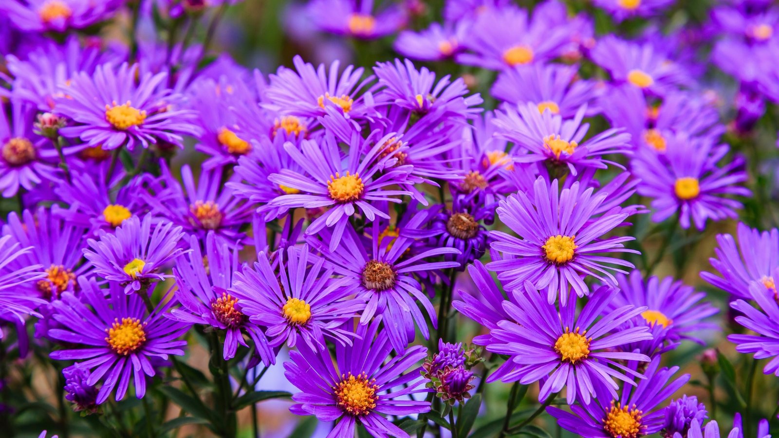 A dense cluster of vibrant purple daisy-like flowers, each with a bright yellow center, showcases New England wildflowers.
