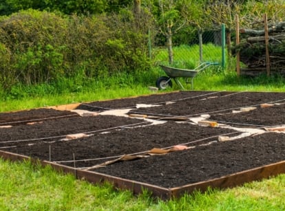 Low wooden raised beds using the No Dig gardening method, filled with layers of cardboard, compost, and fresh soil.