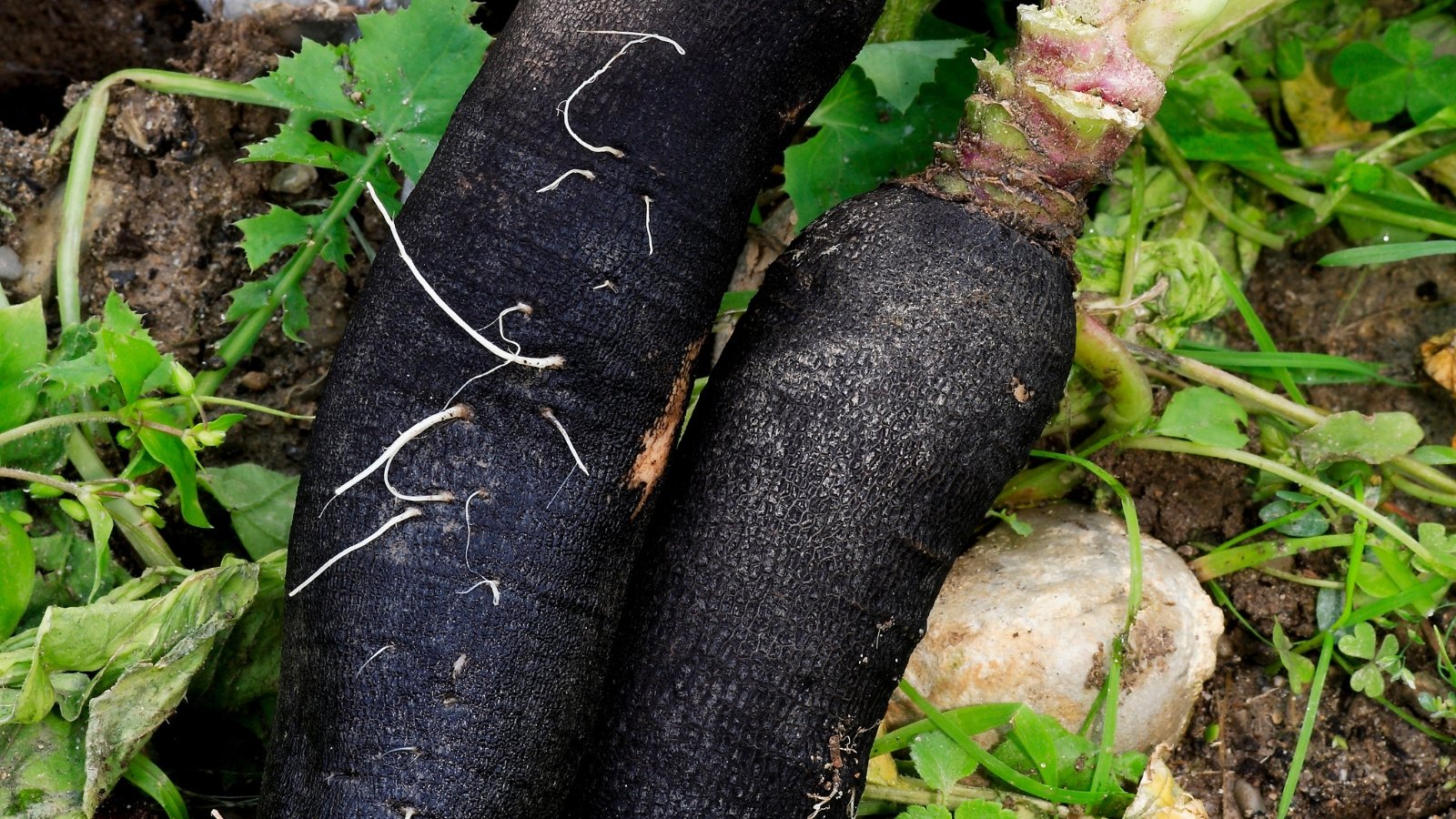 A close-up shot of several long, black-skinned Noir Long Black root crops with a unique appearance are complemented by tall, leafy greens.