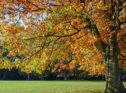 Quercus rubra with deep orange lobed leaves and a thick central trunk.