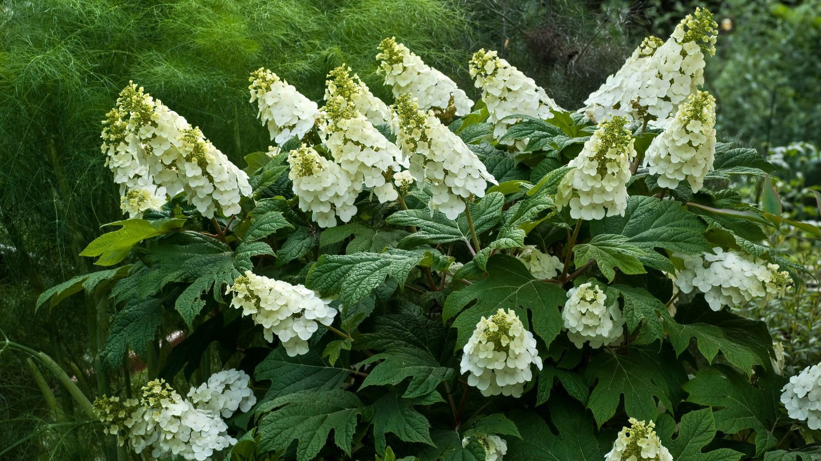 A composition of clusters and panicles of white flowers of the Oakleaf Hydrangea