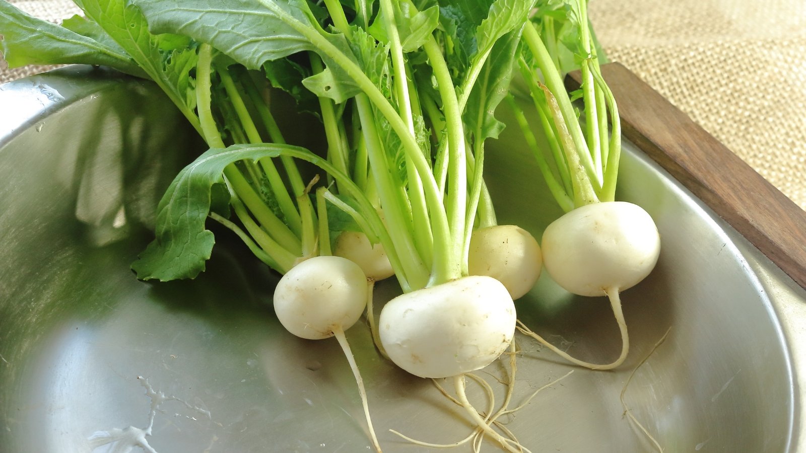 An overhead shot of several round, white roots of the Oasis with a smooth surface emerge from leafy green stems, resting in a metal kitchen sink.