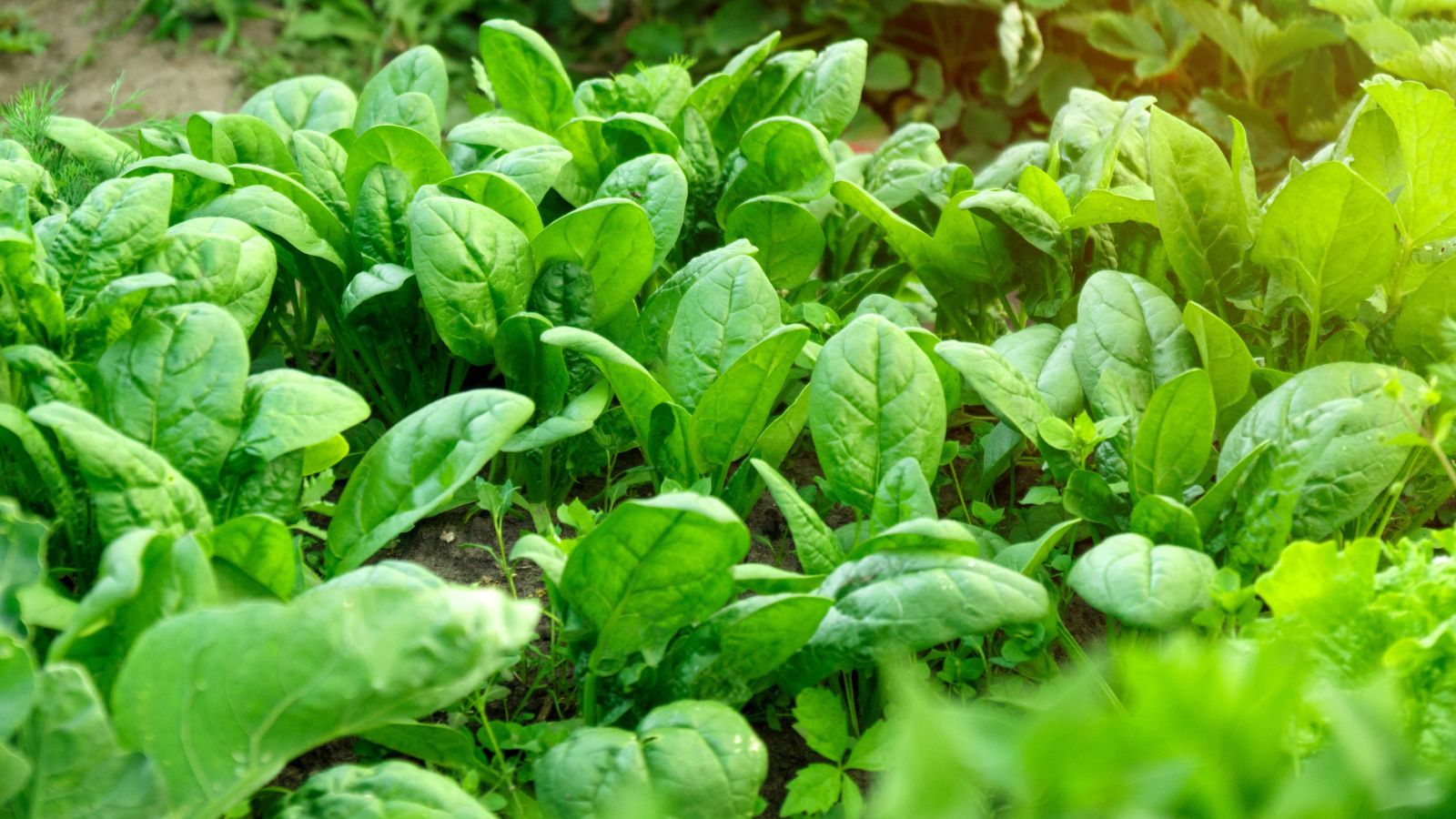 An area covered in Oceanside plants appearing to have smooth and rounded leaves 