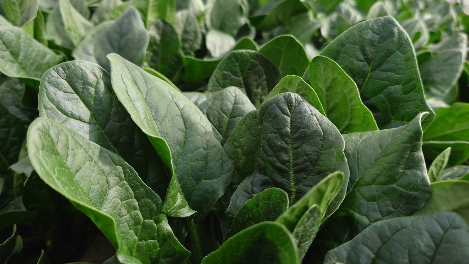 Rows of Okame plant appearing to have pointed leaves appearing to have a deep green color