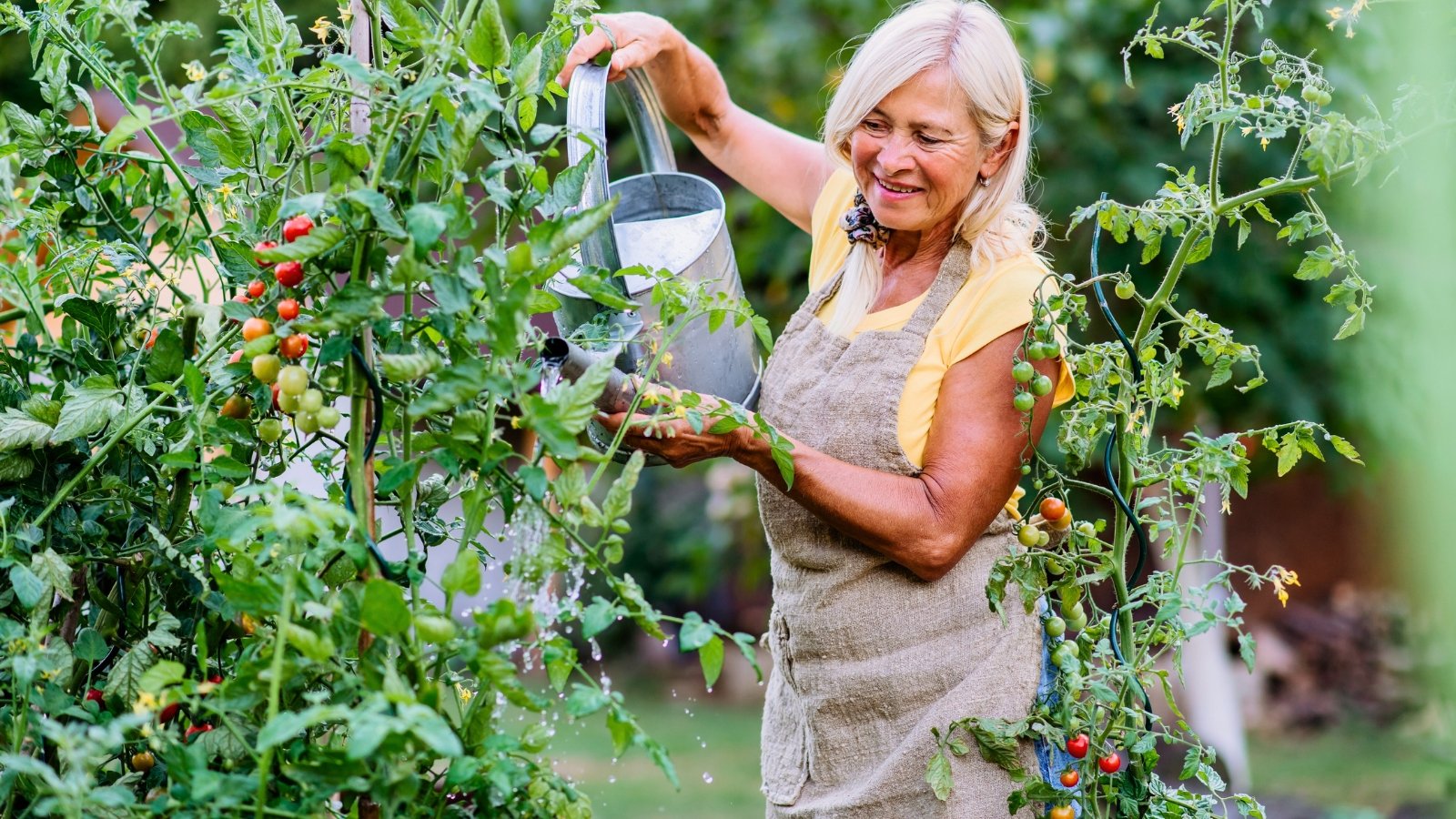 An elderly gray-haired woman in a beige apron with a large metal watering can waters ripening tomato plants with red and yellow fruits in the garden.