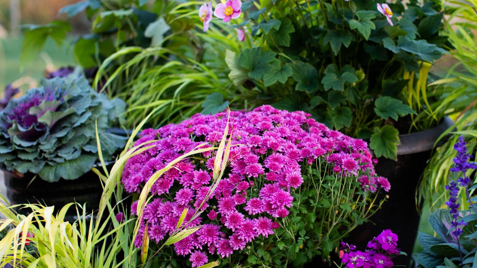 Beautiful fall container idea in home garden.