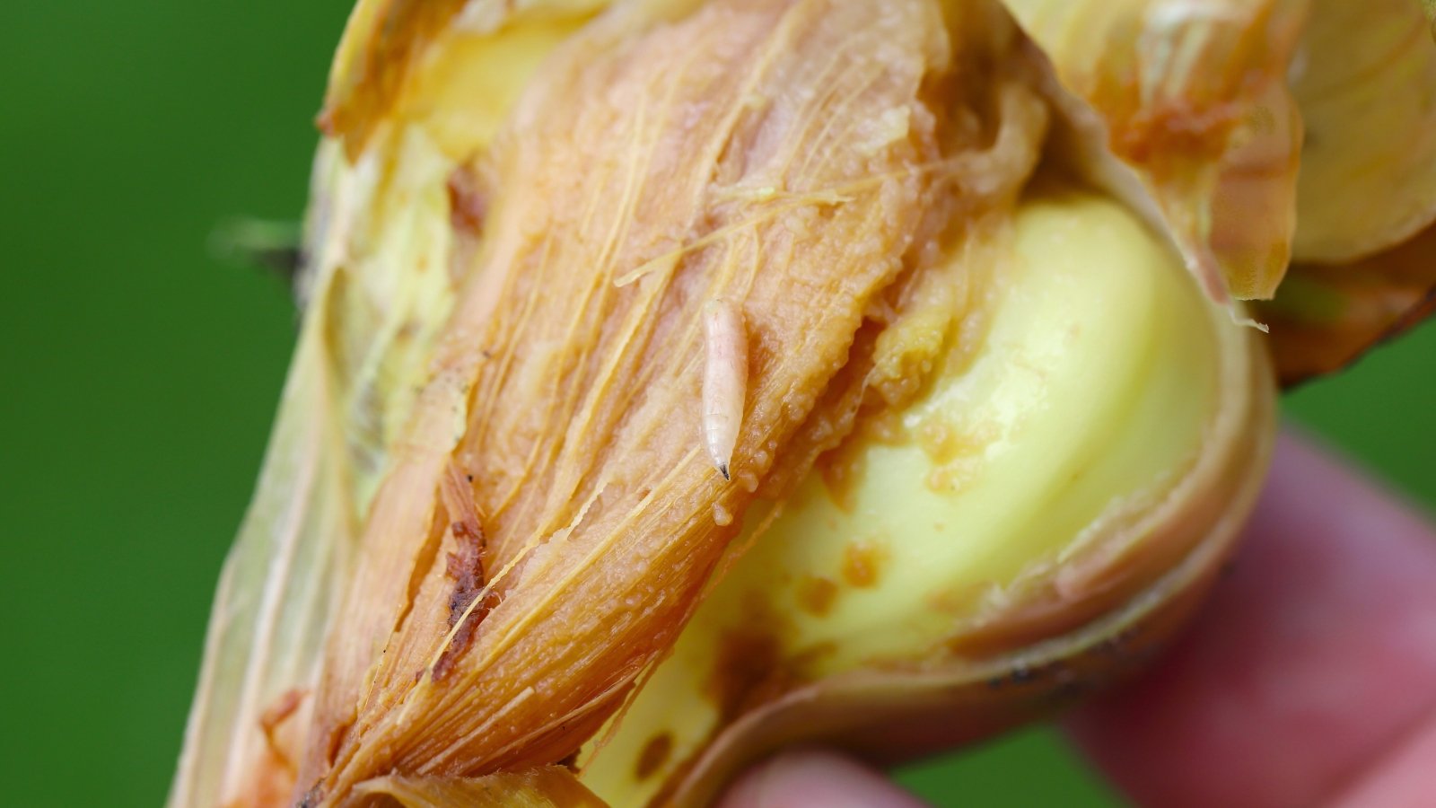 Close-up of a pale, legless onion bulb maggot with a tapered body crawling on an exposed onion bulb.
