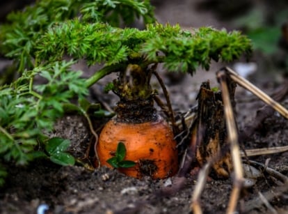 A close-up shows ripening carrots in a winter garden with a hint of orange shoulders emerging from the soil.