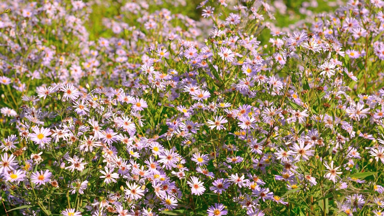 Clusters of delicate, soft pink blooms with golden centers rise on slender green stems, adding a gentle color to the garden.