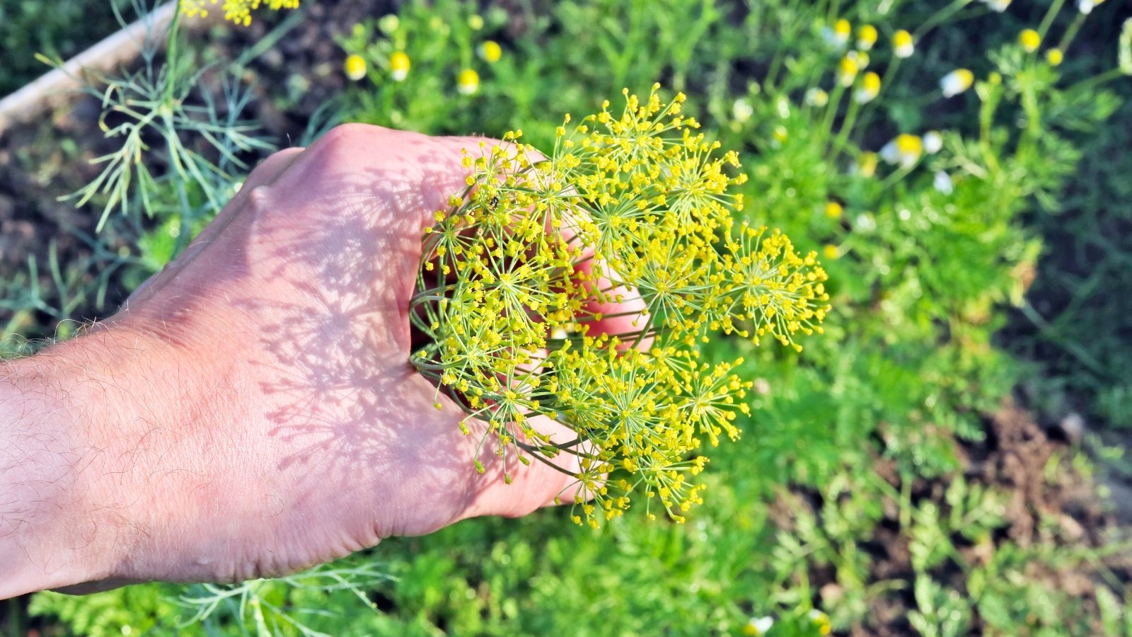 A gardener’s fingers gently pinch off the large yellow flower head of a dill plant to pinch off herb blooms and promote leafy growth.