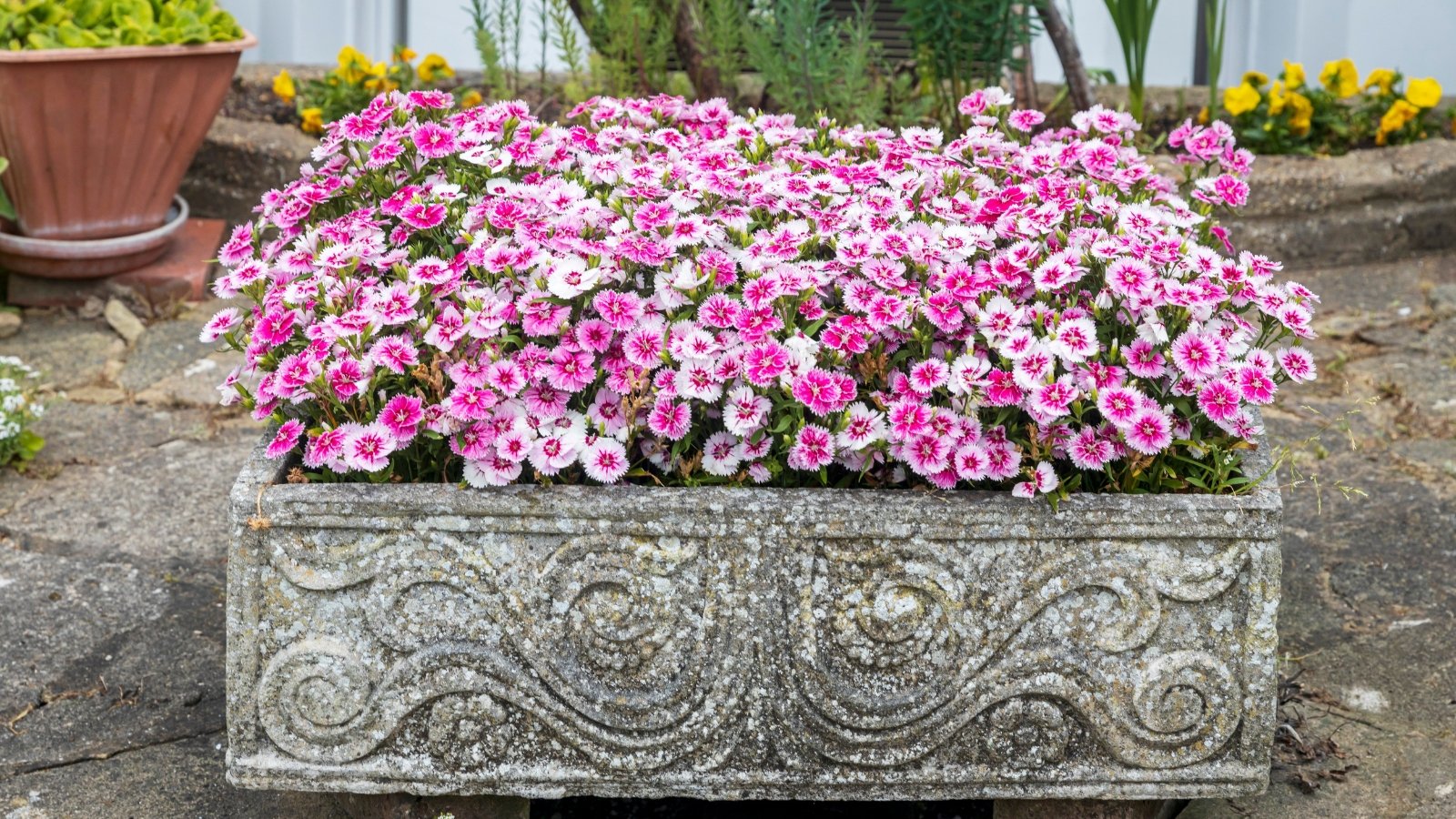 A stone trough overflows with vibrant pink and white frilled flowers and slender green leaves, creating a colorful display in the garden.
