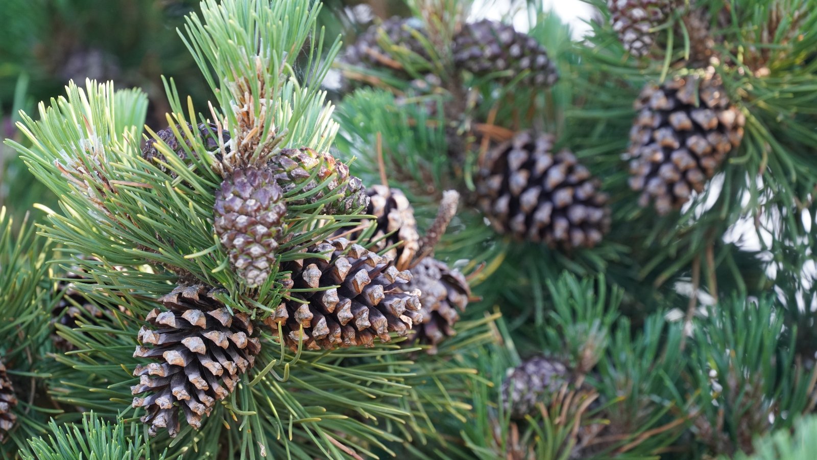 Close-up of long, slender needle pairs on orange-barked twigs with small brown cones nestled between them.
