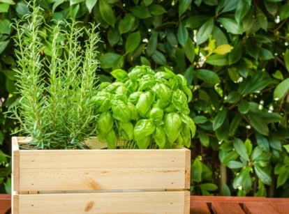 Basil with its broad, green, glossy, oval leaves and rosemary with narrow, needle-like dark green leaves clustered densely along upright branches are planted together in a wooden flowerpot.