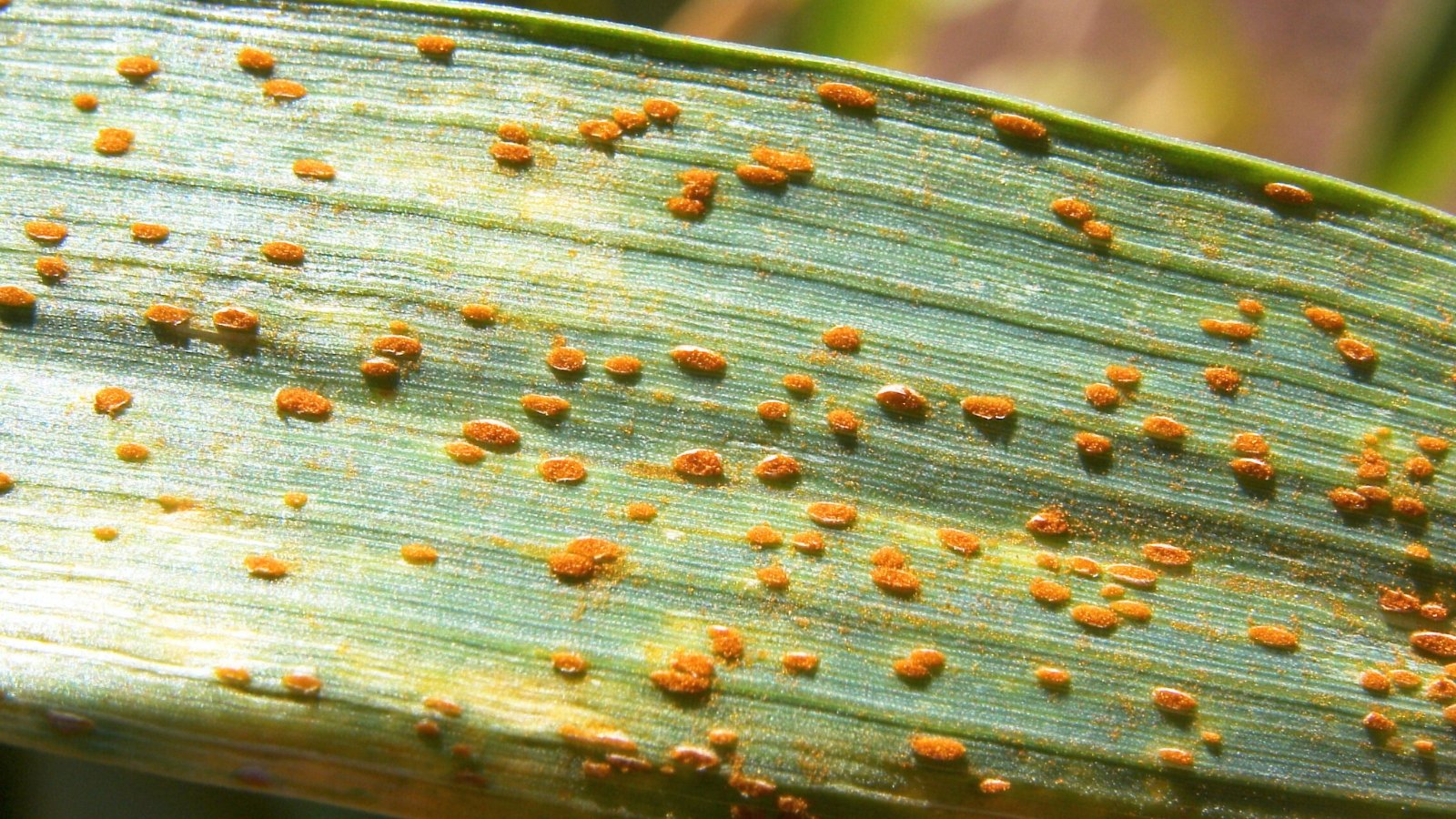 Close-up of a flat, elongated grass-like leaf showing orange-brown rust pustules scattered across its surface.

