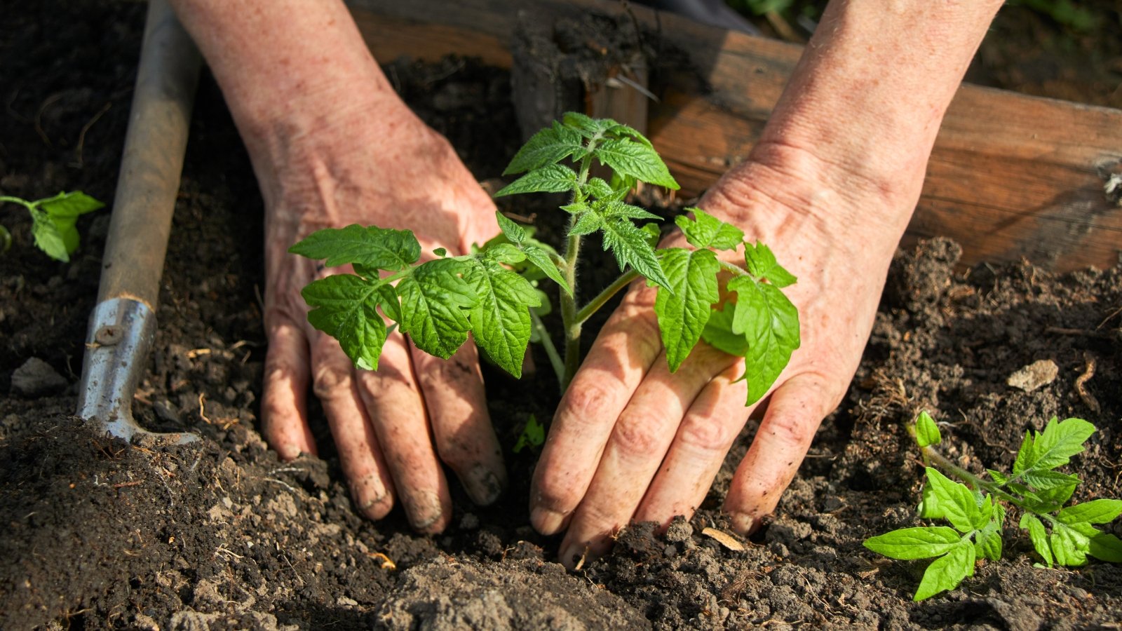 Close-up of a woman's hands planting a young tomato seedling in loose, black, rich soil.