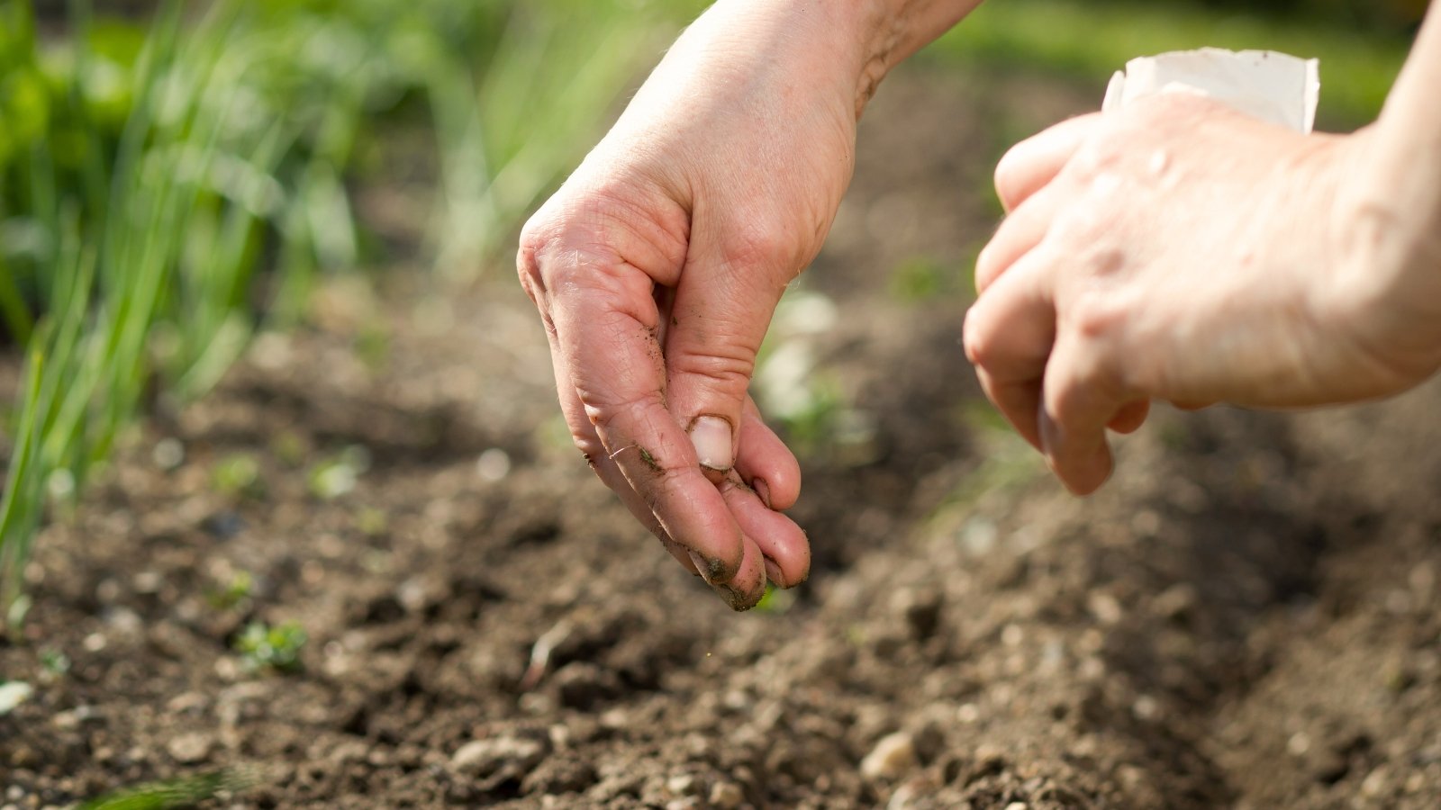 Close up of male hands sowing flower seeds from white paper bag into flower bed in sunny garden.