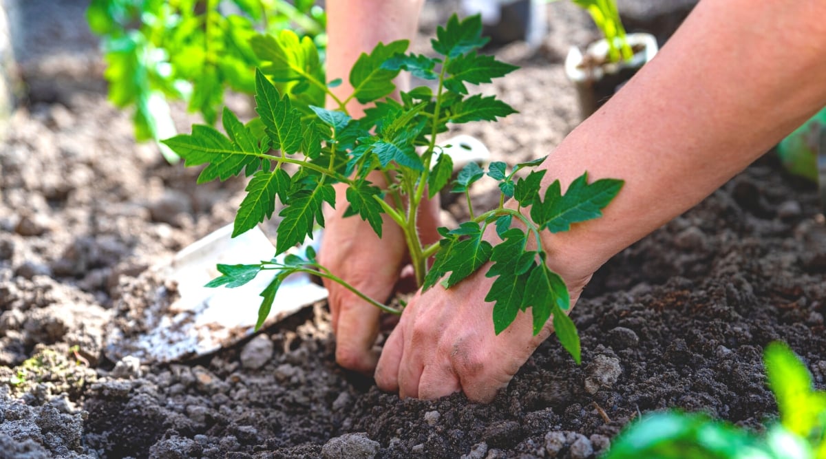 Close-up of female hands planting a tomato seedling into the soil in a sunny garden. The seedling is young, has a vertical slightly hairy stem of pale green color. The leaves are compound, composed of oval dark green leaflets with serrated edges. The soil is loose, gray-black.