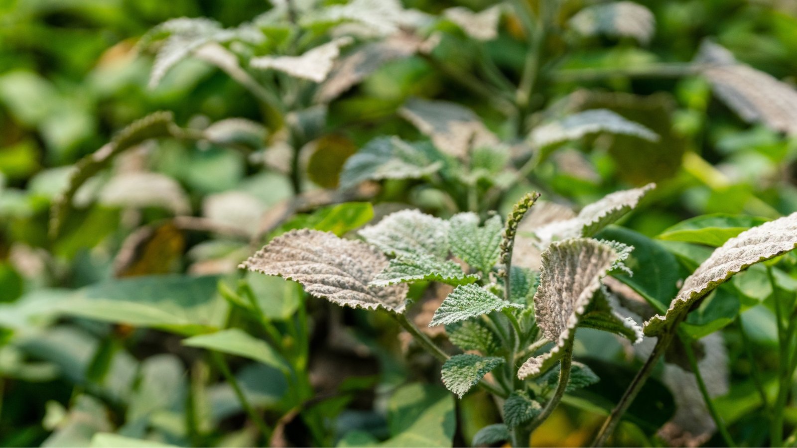 Heliotrope plant leaves covered in powdery mildew, with additional foliage blurred in the background