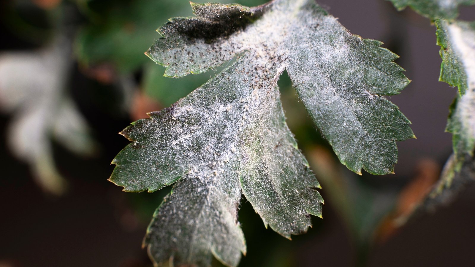 A Delphinium leaf covered with a white, powdery mildew coating, dulling its green surface.
