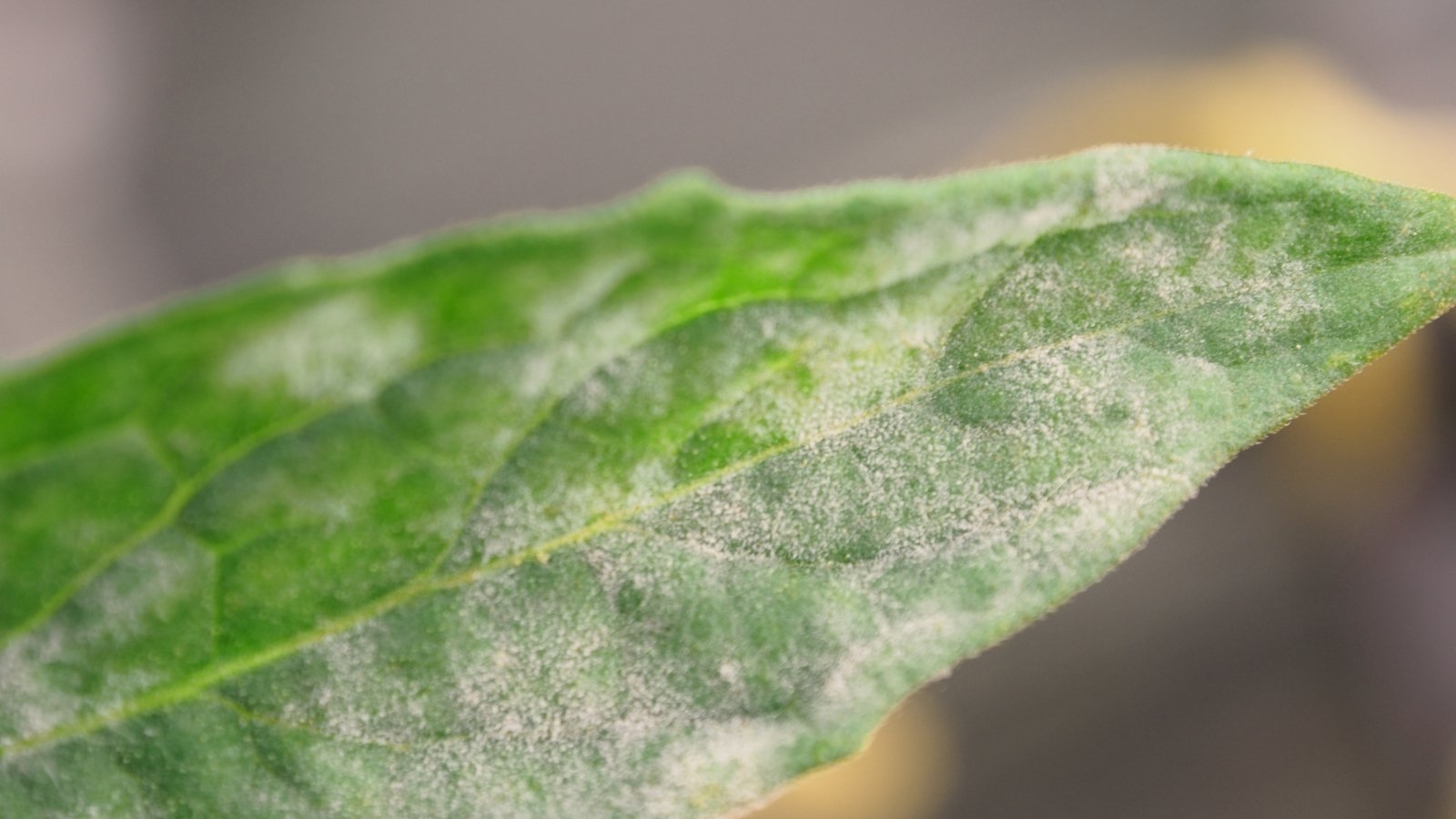 Close up of a leaf with a white, powdery, mildew coating it.