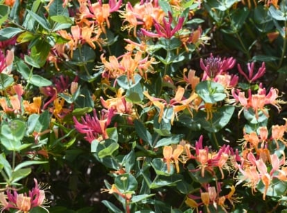 Clusters of deep pink and golden tubular flowers bloom among green, oval leaves on mildew-resistant honeysuckle vines.