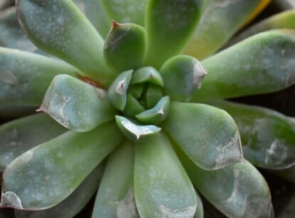 Powdery Mildew on Succulent plant growing in a plastic container on a tabletop.