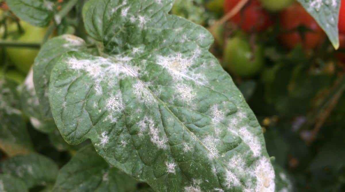 Vegetable Leaf With Powdery White Substance 