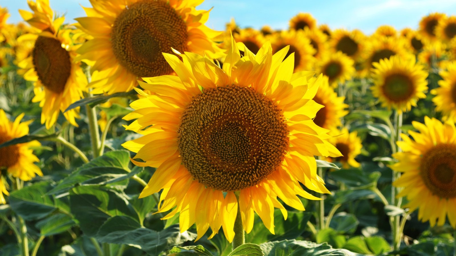 A vibrant field of sunflowers stretches towards the sky, their golden petals catching the sunlight in a radiant display of nature's beauty. These cheerful flowers follow the sun's path throughout the day, basking in its warm embrace.