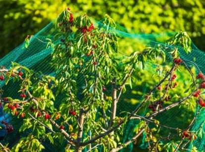 A young cherry tree with ripe bright red fruits and green foliage is completely covered with green netting to protect fruit trees from birds.