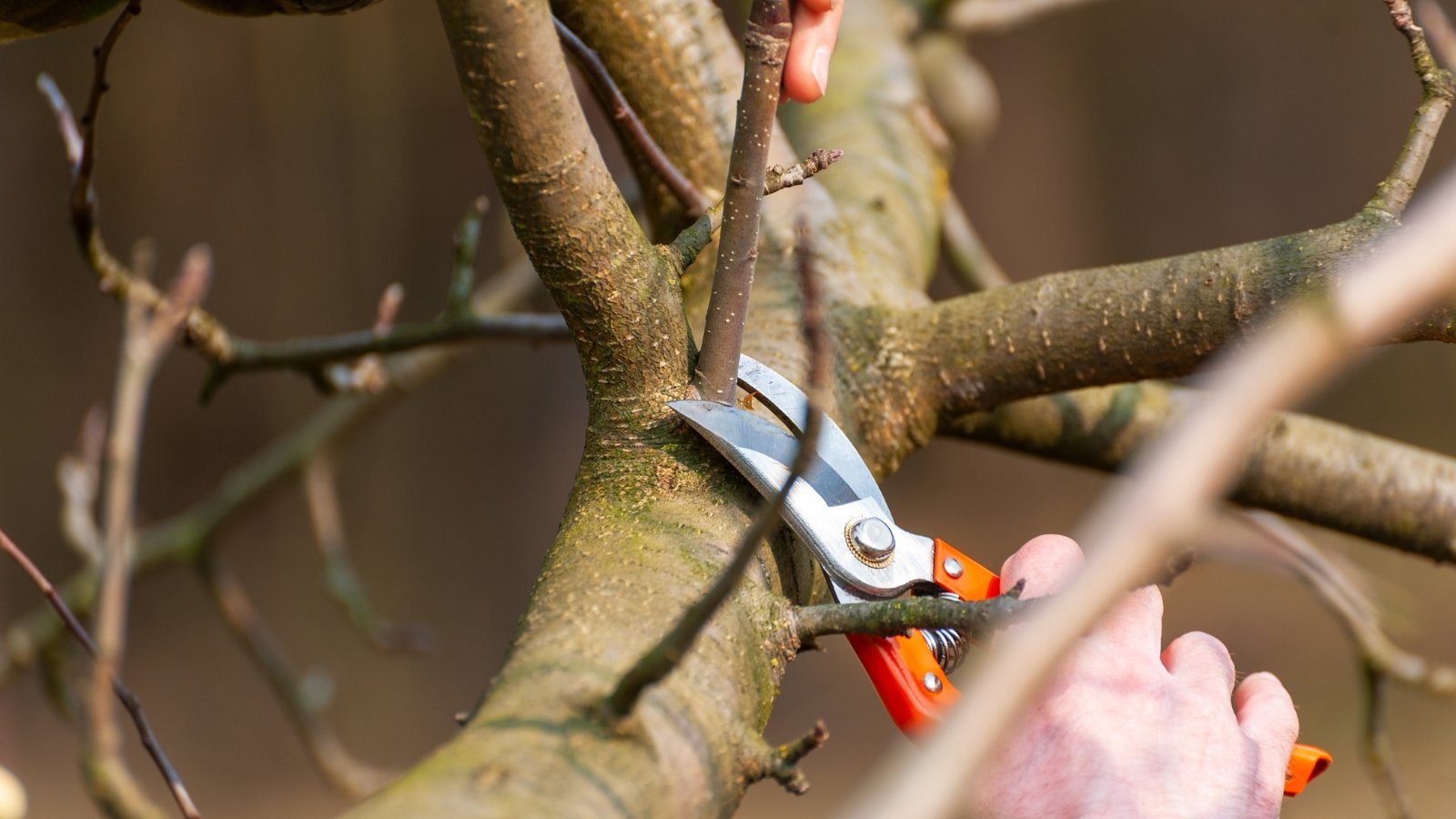 Close-up of a gardener's hands trimming branches with red pruning shears.